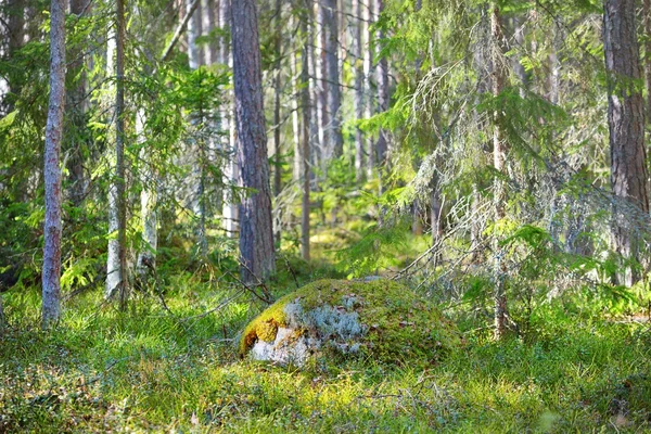 Vallende stenen in het bos in de buurt van Kasmu — Stockfoto