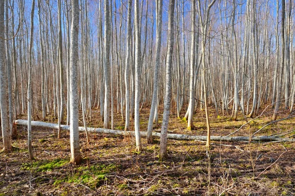 Forêt de trembles en Estonie — Photo