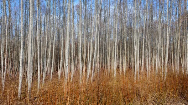 Bosque de Aspen en Estonia — Foto de Stock