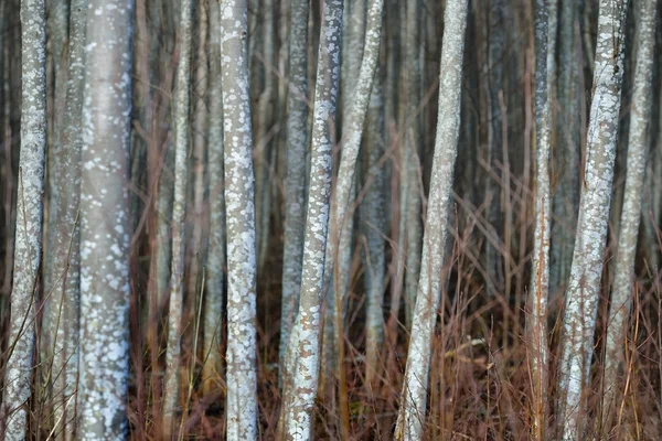 Aspen erdő Észtországban — Stock Fotó