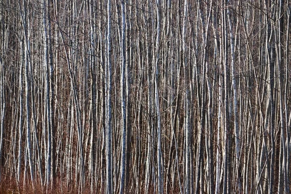 Aspen forest in Estonia — Stock Photo, Image