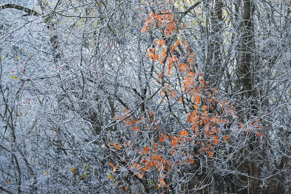 Árboles congelados de invierno — Foto de Stock