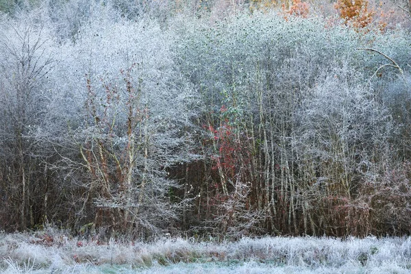 Paisaje de invierno congelado — Foto de Stock