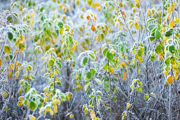 Fagyasztott növények télen — Stock Fotó