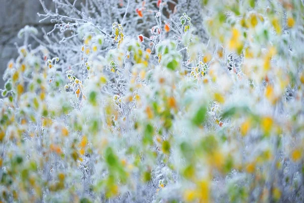 Fagyasztott növények télen — Stock Fotó