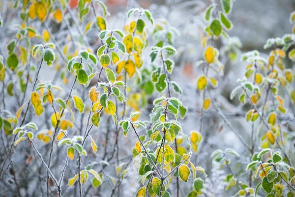 Frysta växter på vintern — Stockfoto