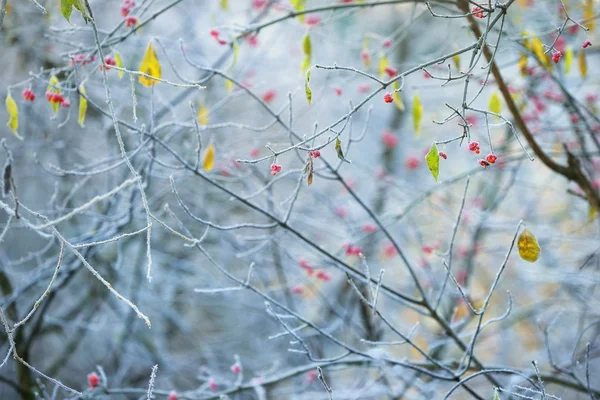 Plantas congeladas en invierno — Foto de Stock