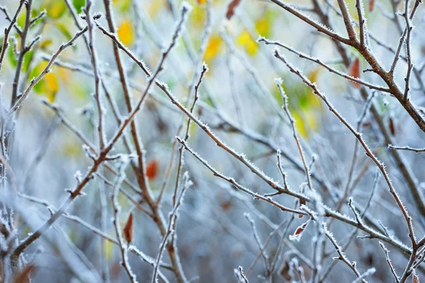 겨울의 얼어붙은 식물 — 스톡 사진