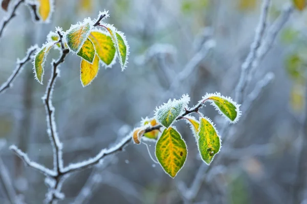 Frysta växter på vintern — Stockfoto