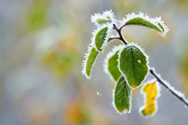 Piante congelate in inverno — Foto Stock