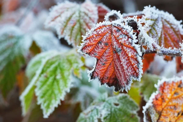 Plantas congeladas no inverno — Fotografia de Stock