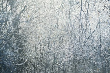 donmuş kış ağaçlar