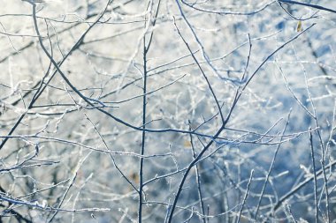 donmuş kış ağaçlar