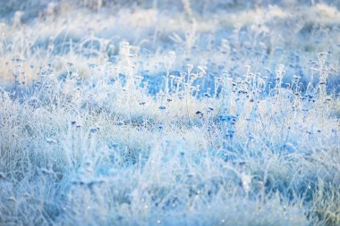 Kışın donmuş bitkiler