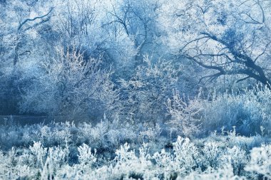 donmuş kış manzarası