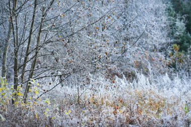 Donmuş bitkilerle manzara