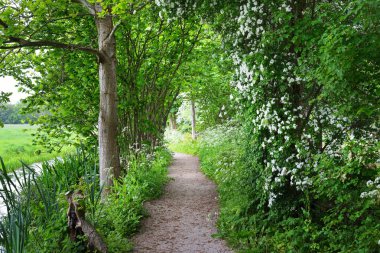 Orman parkına giden yol. Açan yabani sarımsak (Allium ursinum). Stochemhoeve, Leiden, Hollanda. Resimli panoramik bahar sahnesi. Seyahat yerleri, eko-turizm, ekoloji, doğa, mevsimler
