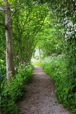 Orman parkına giden yol. Açan yabani sarımsak (Allium ursinum). Stochemhoeve, Leiden, Hollanda. Resimli panoramik bahar sahnesi. Seyahat yerleri, eko-turizm, ekoloji, doğa, mevsimler
