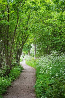 Orman parkına giden yol. Açan yabani sarımsak (Allium ursinum). Stochemhoeve, Leiden, Hollanda. Resimli panoramik bahar sahnesi. Seyahat yerleri, eko-turizm, ekoloji, doğa, mevsimler