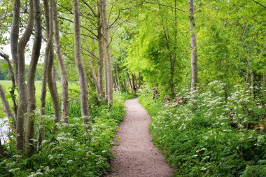 Orman parkında küçük bir köprü. Açan yabani sarımsak (Allium ursinum). Stochemhoeve, Leiden, Hollanda. Resimli panoramik bahar sahnesi. Seyahat yerleri, eko-turizm, ekoloji, doğa, mevsimler