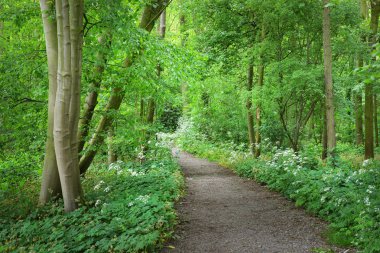 Geçit Stochemhoeve orman Park