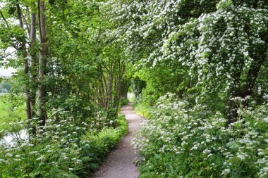 Geçit Stochemhoeve orman Park