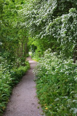 Orman parkına giden yol. Açan yabani sarımsak (Allium ursinum). Stochemhoeve, Leiden, Hollanda. Resimli panoramik bahar sahnesi. Seyahat yerleri, eko-turizm, ekoloji, doğa, mevsimler