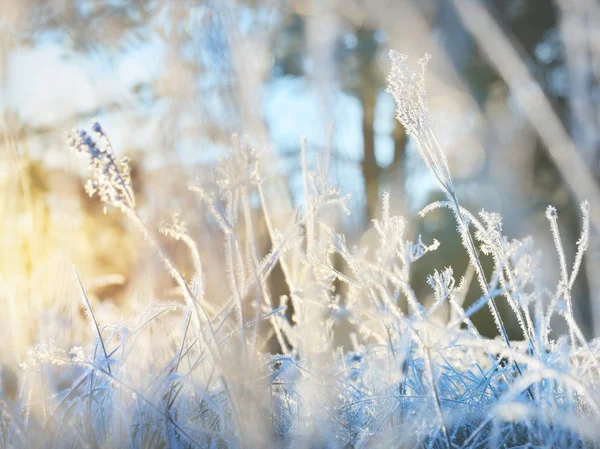 冬季冰冻植物 — 图库照片