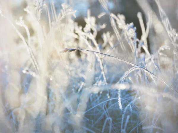 Kışın donmuş bitkiler
