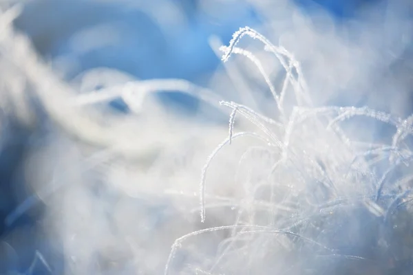 Gefrorene Pflanzen im Winter — Stockfoto