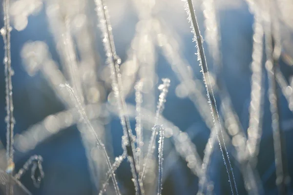 Gefrorene Pflanzen im Winter — Stockfoto