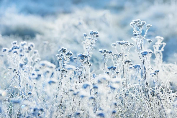 Mrożone rośliny zimą — Zdjęcie stockowe