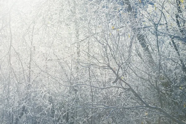 Frysta vinter träd — Stockfoto