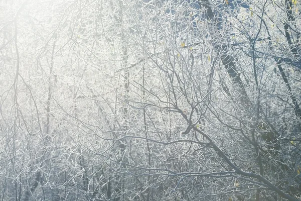 Arbres d'hiver congelés — Photo