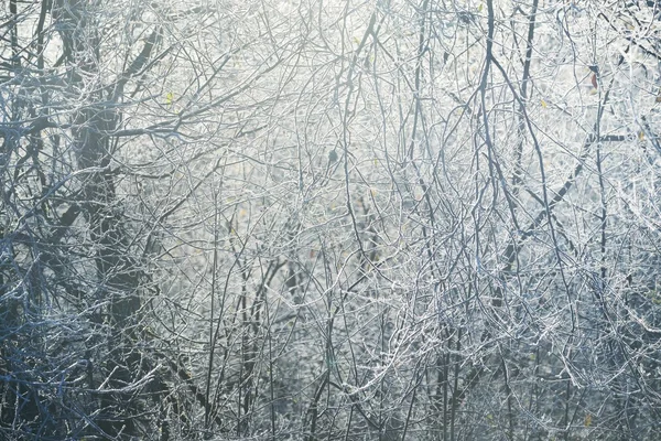 donmuş kış ağaçlar