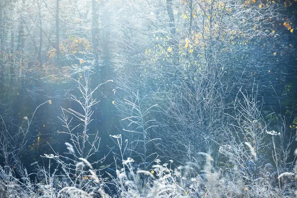 Paysage avec les plantes congelées — Photo