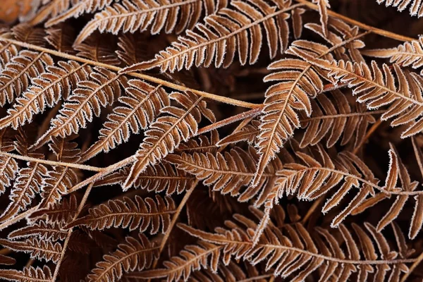 Autumn fern pattern — Stock Photo, Image