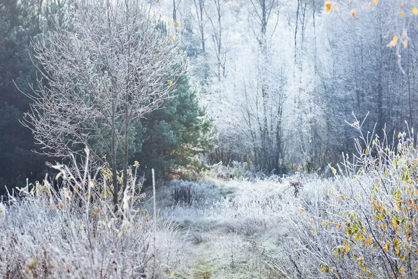 Donmuş bitkilerle manzara — Stok fotoğraf