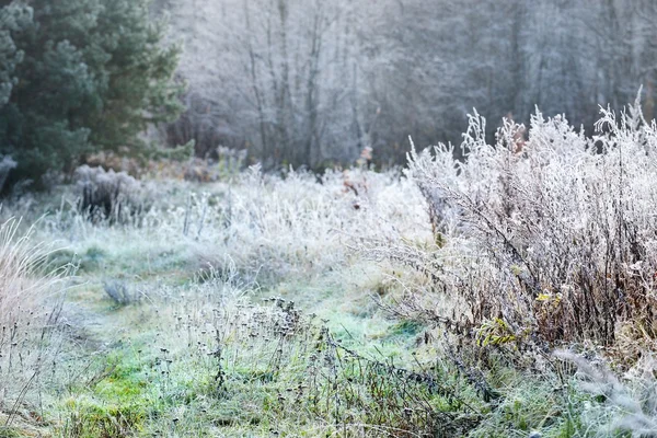 Landschaft mit den gefrorenen Pflanzen — Stockfoto