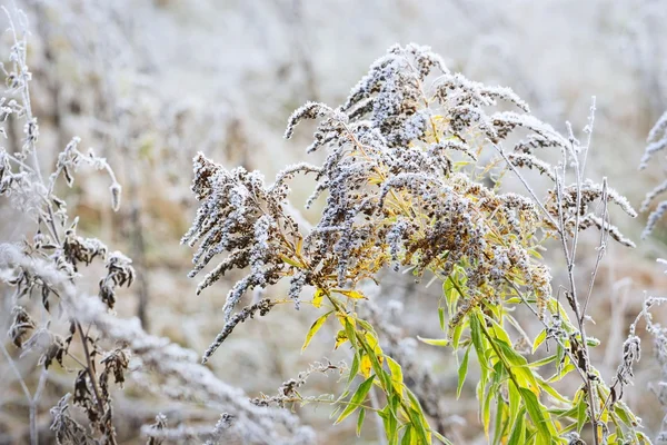 Plantes avec le givre-sabot — Photo