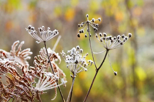 霜霜が付いている植物 — ストック写真