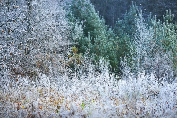 Landschap met de bevroren planten — Stockfoto