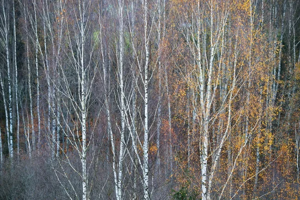 Escena del bosque en otoño — Foto de Stock