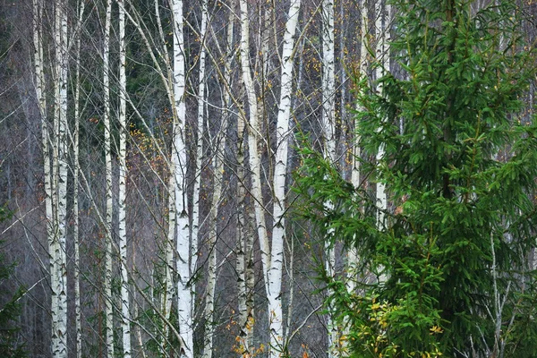 Escena del bosque en otoño — Foto de Stock