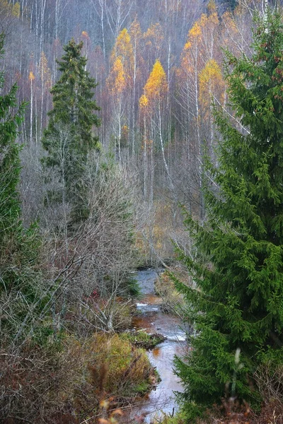 Forest scene in Autumn — Stock Photo, Image