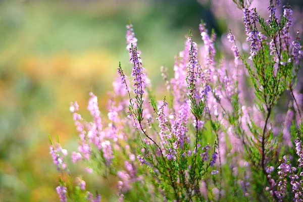 Lesní heather detail — Stock fotografie