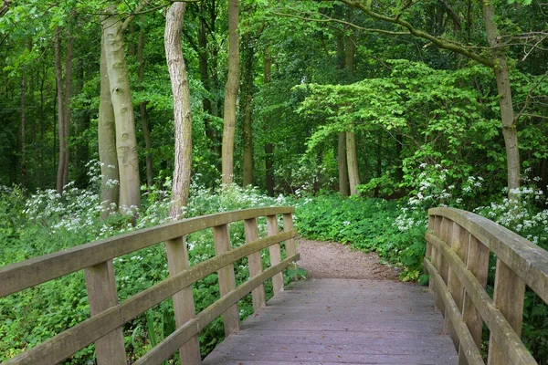 Kis híd egy erdei parkban. Virágzó vad fokhagyma (Allium ursinum). Stochemhoeve, Leiden, Hollandia. Festői panorámás tavaszi jelenet. Úti célok, ökoturizmus, ökológia, természet, évszakok — Stock Fotó