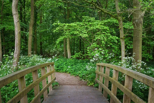 Kis híd egy erdei parkban. Virágzó vad fokhagyma (Allium ursinum). Stochemhoeve, Leiden, Hollandia. Festői panorámás tavaszi jelenet. Úti célok, ökoturizmus, ökológia, természet, évszakok — Stock Fotó