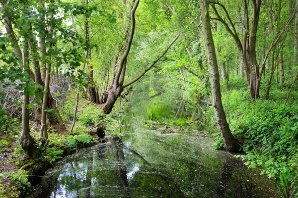 Návštěva v Stochemhoeve forest park — Stock fotografie