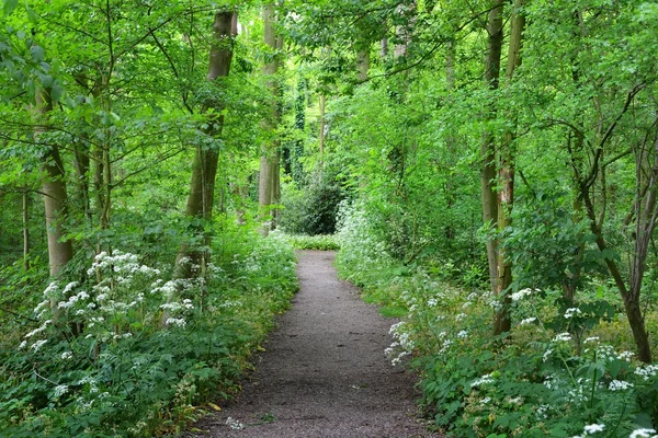 Camino a través del parque forestal. Ajo silvestre en flor (Allium ursinum). Stochemhoeve, Leiden, Países Bajos. Pintoresca escena panorámica de primavera. Destinos turísticos, ecoturismo, ecología, naturaleza, estaciones —  Fotos de Stock